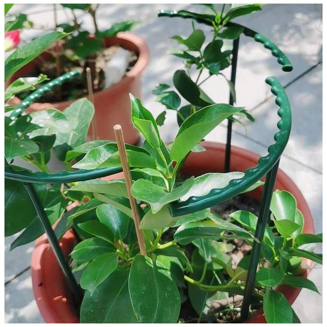 4x Plant supports for potted plants eStore