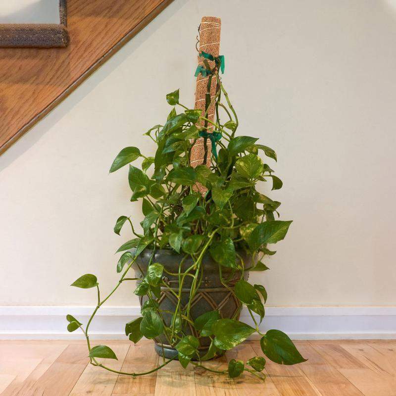 Fleksibel plantestøtte - 60 cm