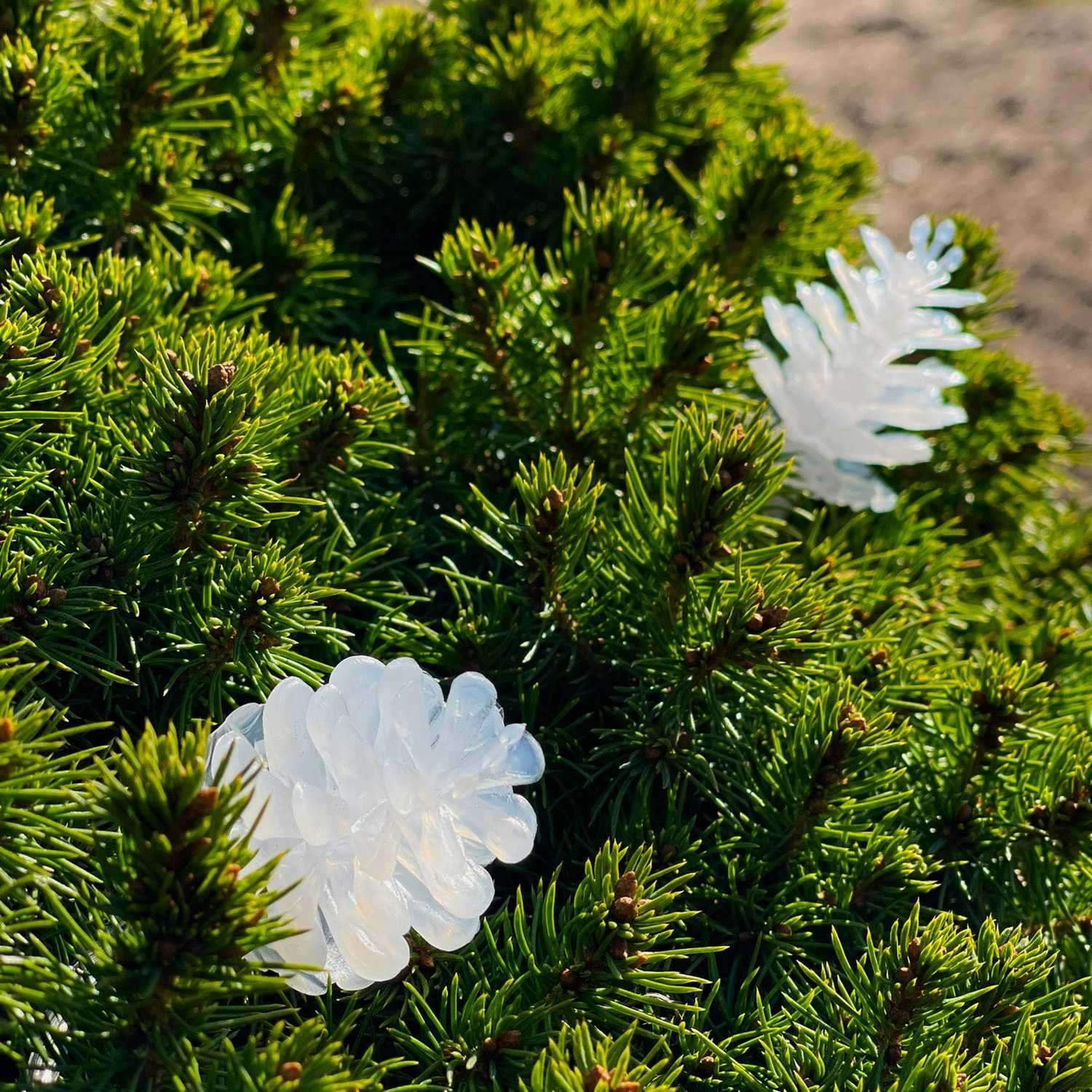 Fyrretræ 10m streng lyse hvide iriserende kogler billede