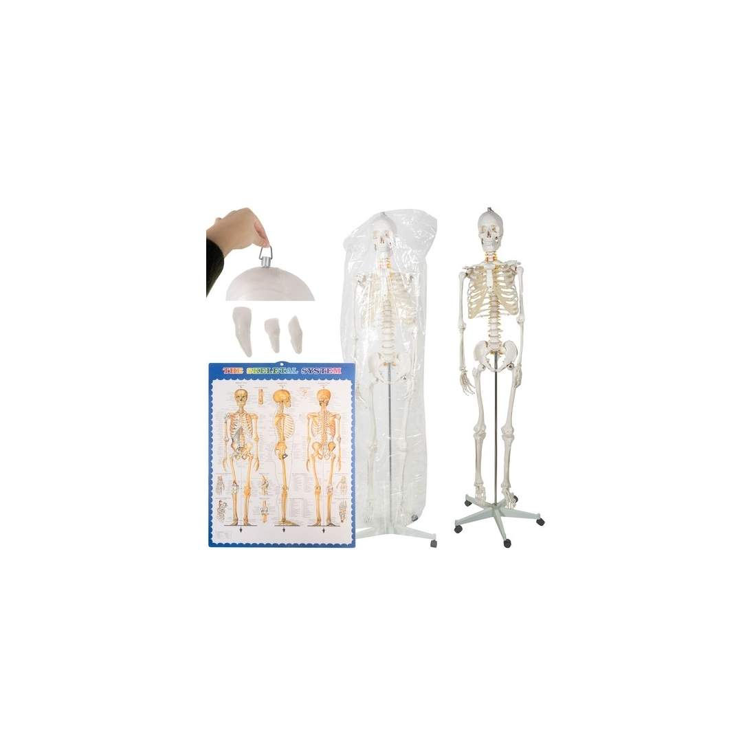 Livsstort Skelett med Stativ och Hjul | Hem & Hobby | Pryloteket