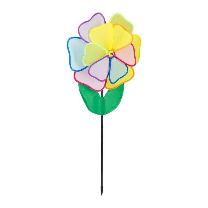 Vindspinderblomst flerfarvet