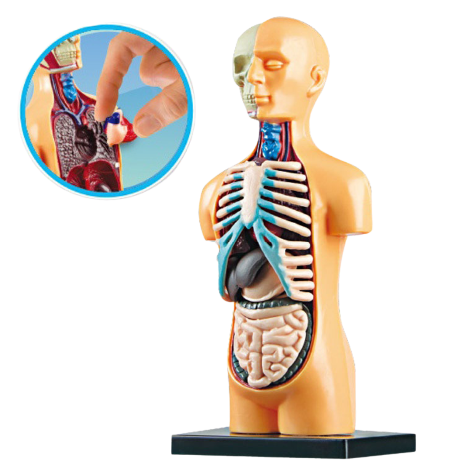 Human Body Educational Anatomy Model med organer