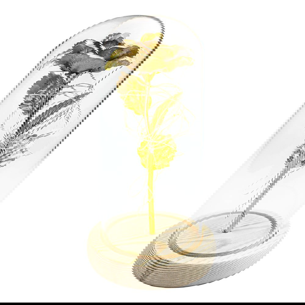 Ikuisuusruusu valonauhalla - Kulta