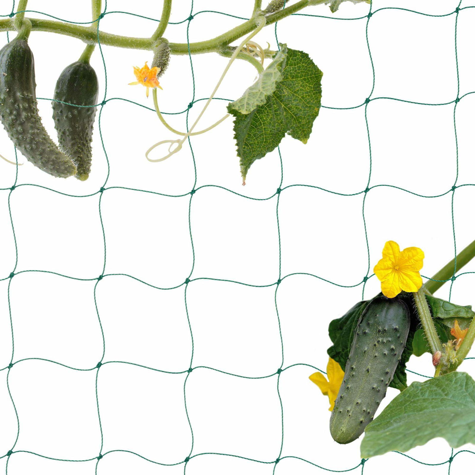 Trellis net 200 x 1000 cm