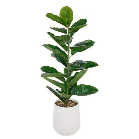 Ficus Sky højde 145 cm rillet keramikpotte