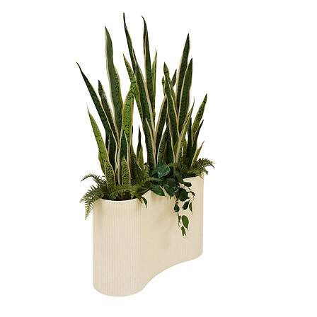 Sansevieria Sky höjd 163 cm med keramikkruka | Hem & Hobby | Pryloteket