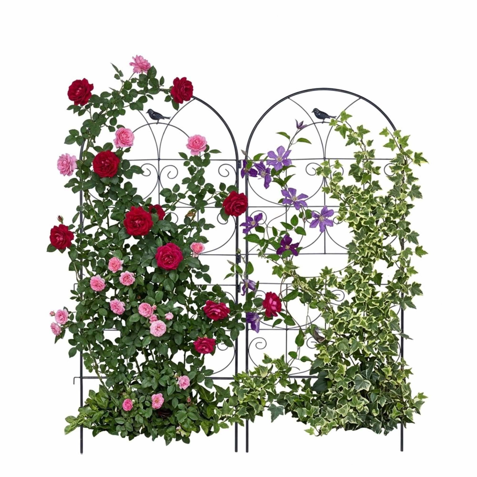 Black Rose espaliersæt – Stålstøtte til klatreplanter