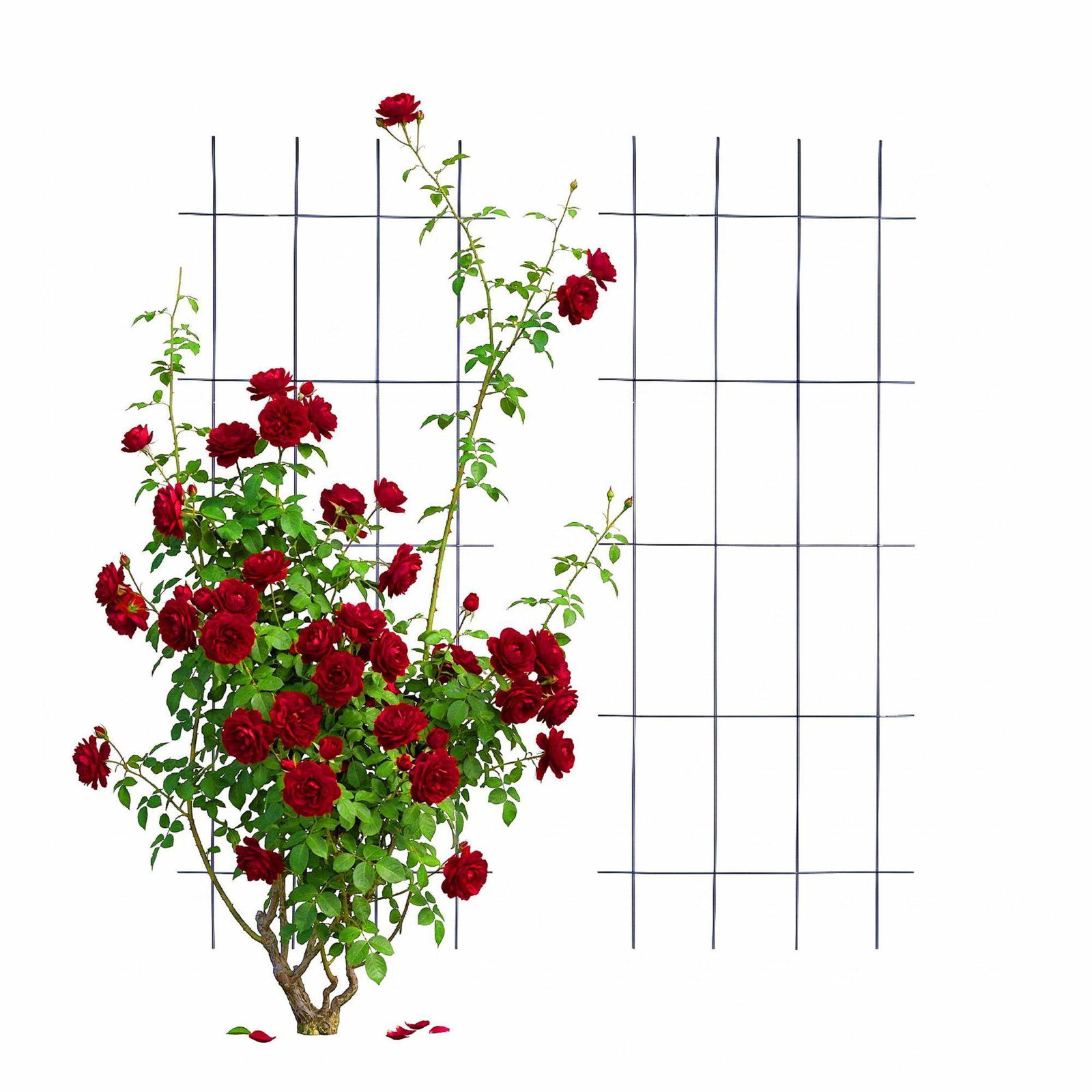 Metalgitter-espaliersæt – Robust, vejrbestandig støtte