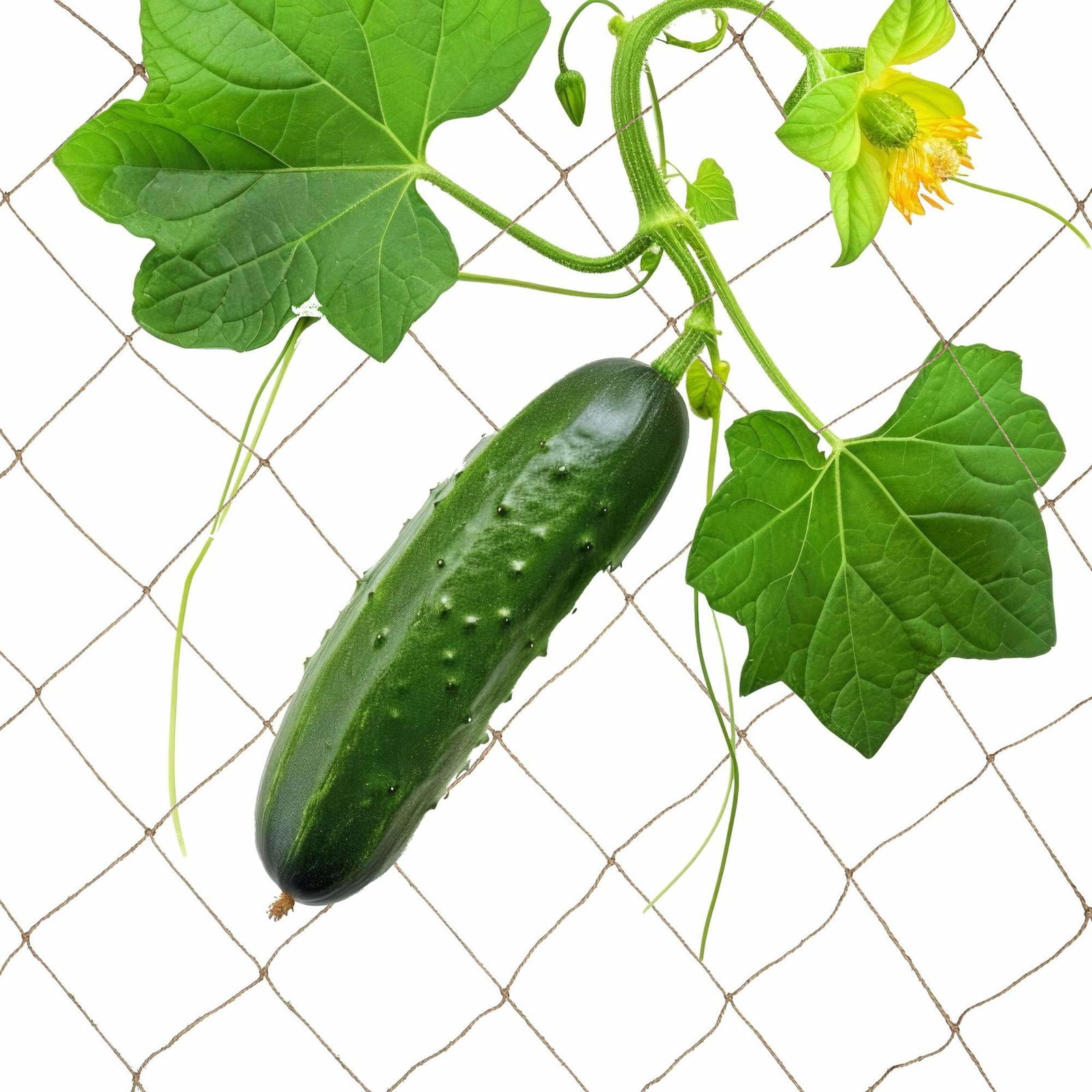 Trellis net jute