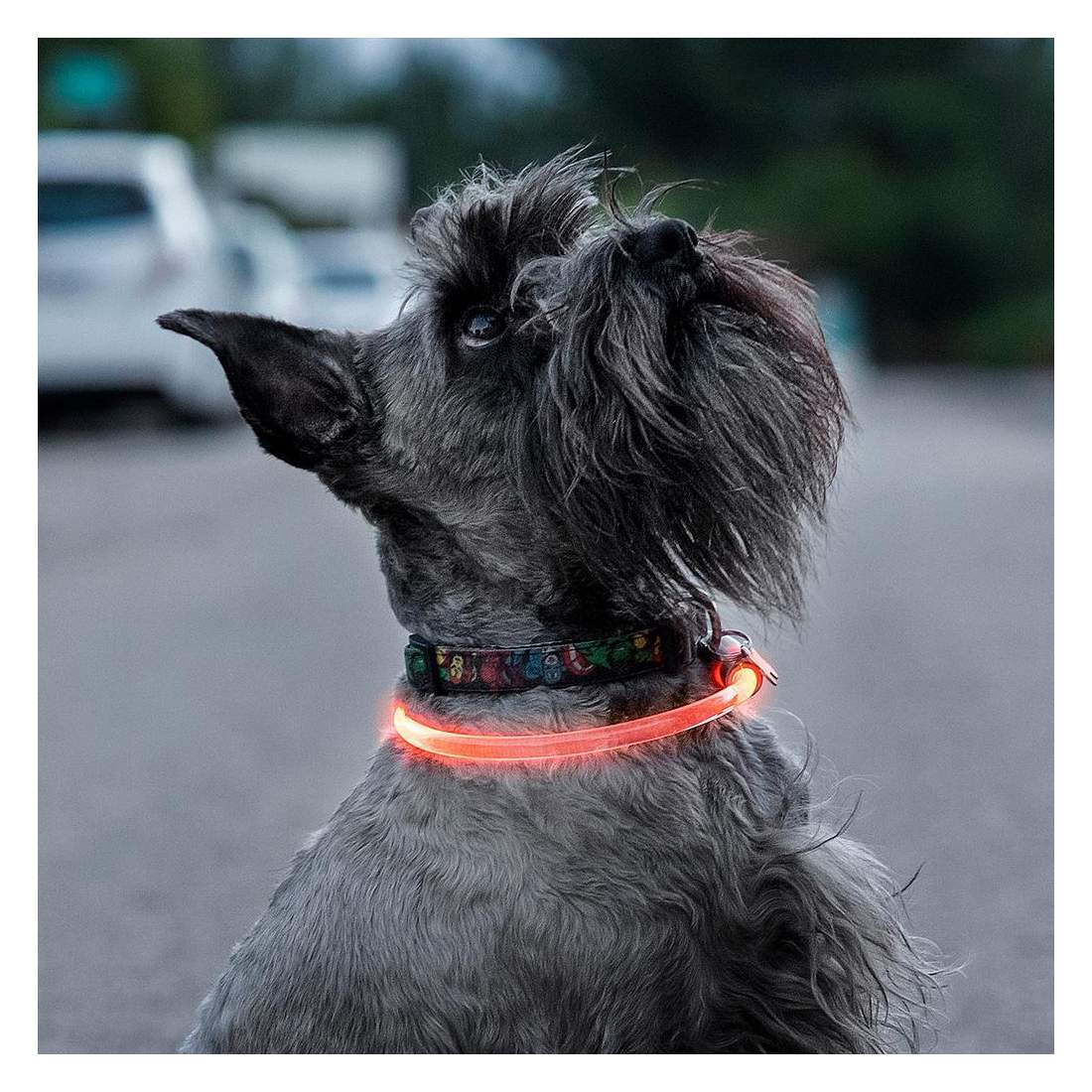 LED-halsband för Husdjur | Hem & Hobby - Husdjur - Hund - Koppel | Pryloteket